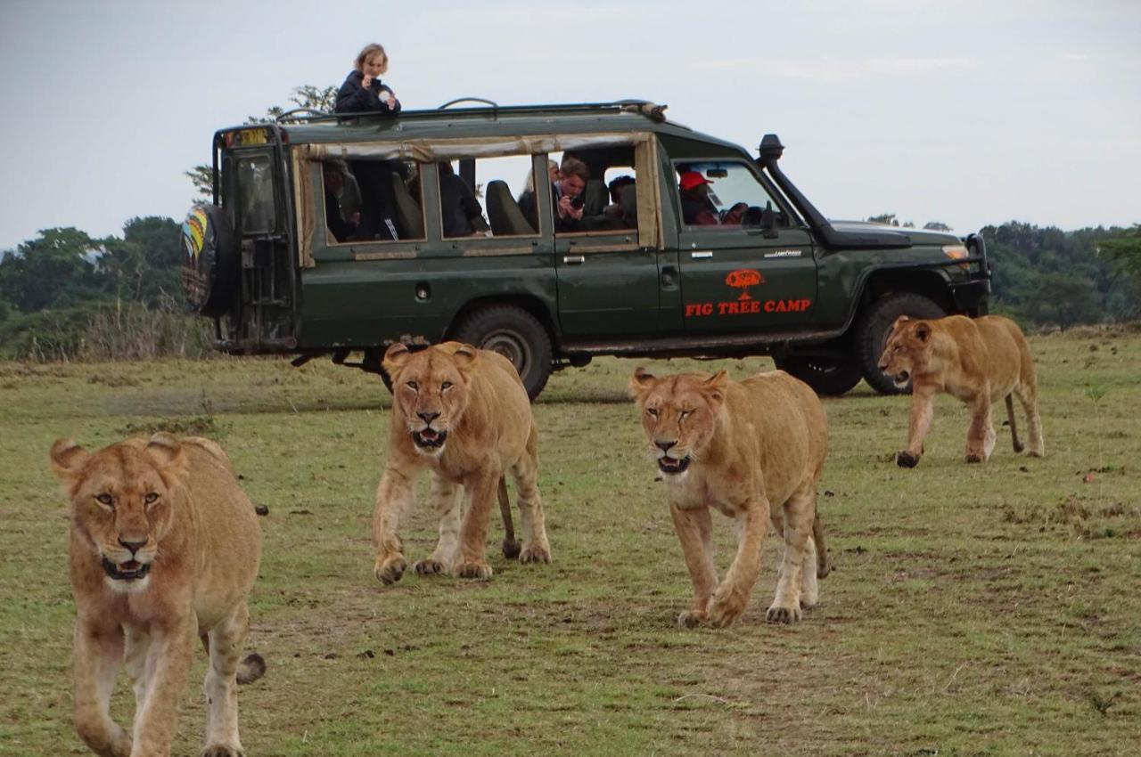 Fig Tree Camp - Maasai Mara Otel Talek Dış mekan fotoğraf