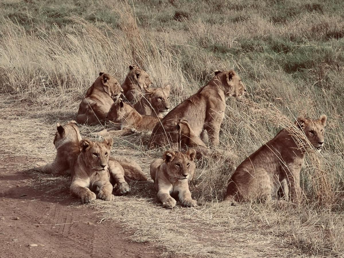 Fig Tree Camp - Maasai Mara Otel Talek Dış mekan fotoğraf